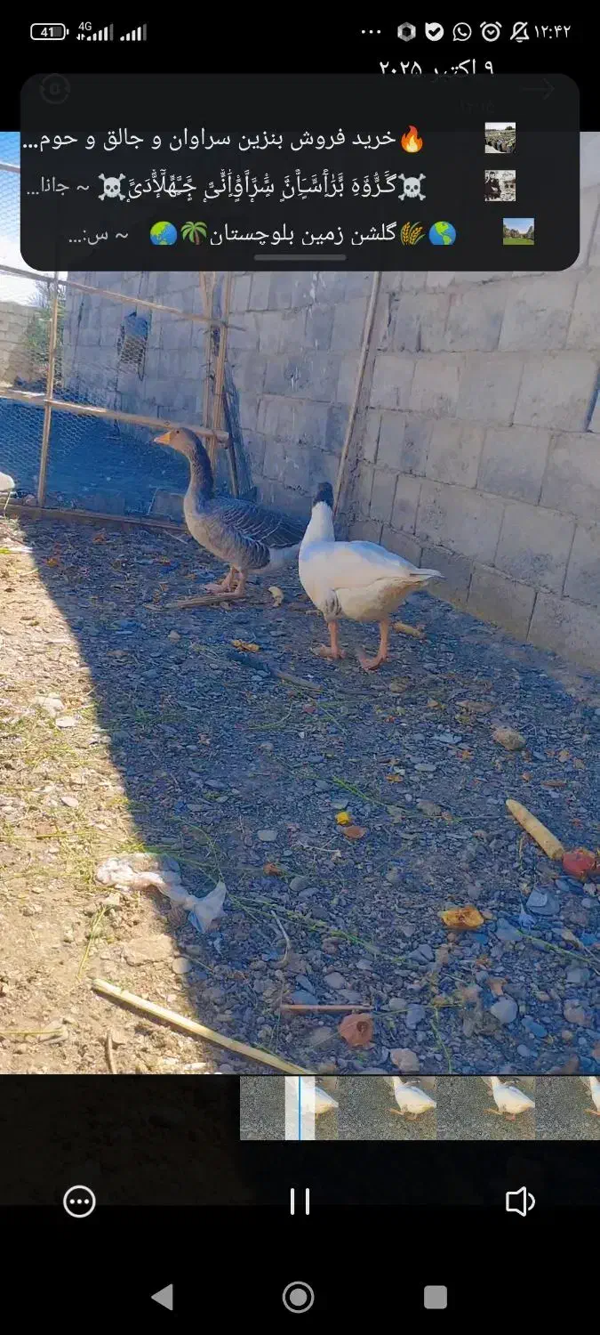 غاز  محلی تخمی|حیوانات مزرعه|سراوان, |دیوار