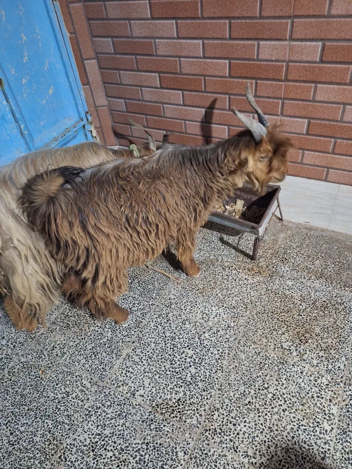 فروش تیشتر نر|حیوانات مزرعه|گتوند, |دیوار