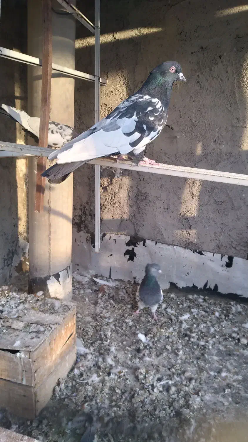 سینه مشگی|پرنده|زیباشهر, |دیوار