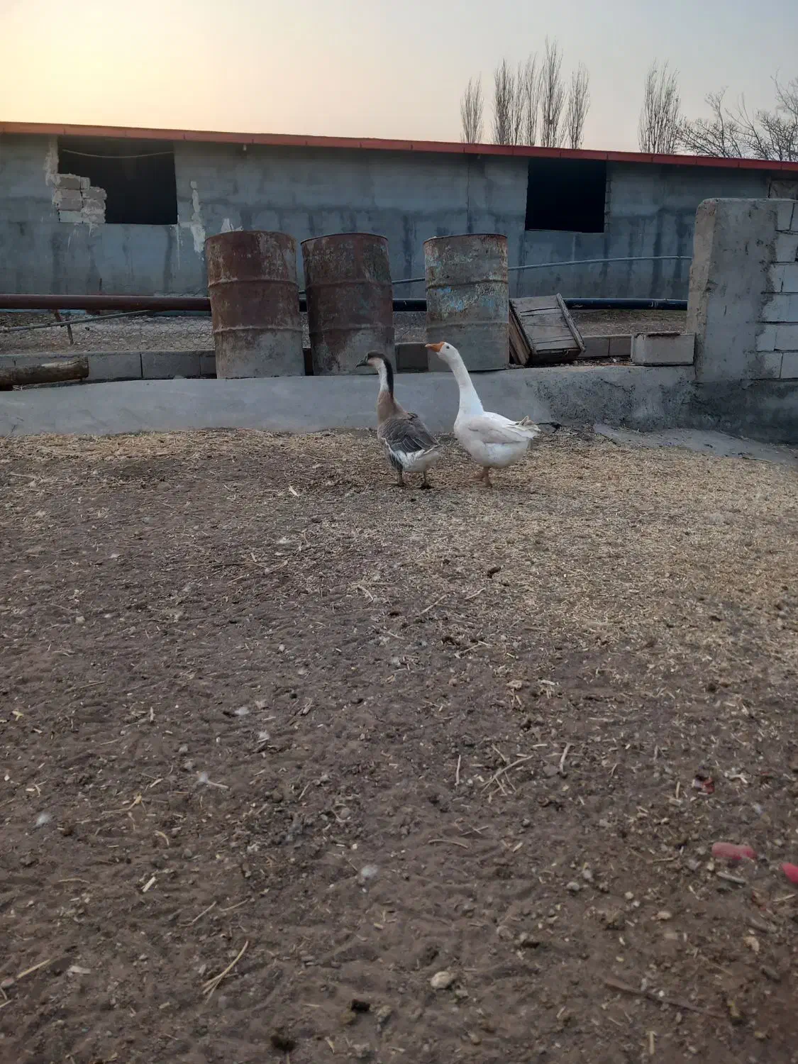 قوغاز|حیوانات مزرعه|ایواوغلی, |دیوار