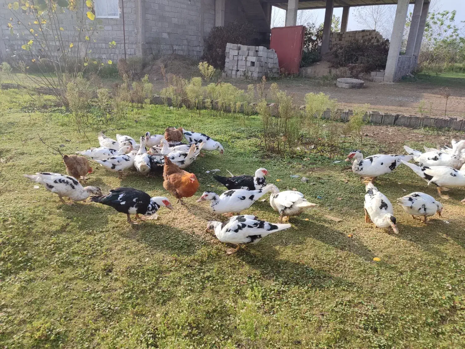 قیمت ۴۲۰۰۰۰هزار تومان|حیوانات مزرعه|کیاشهر, |دیوار