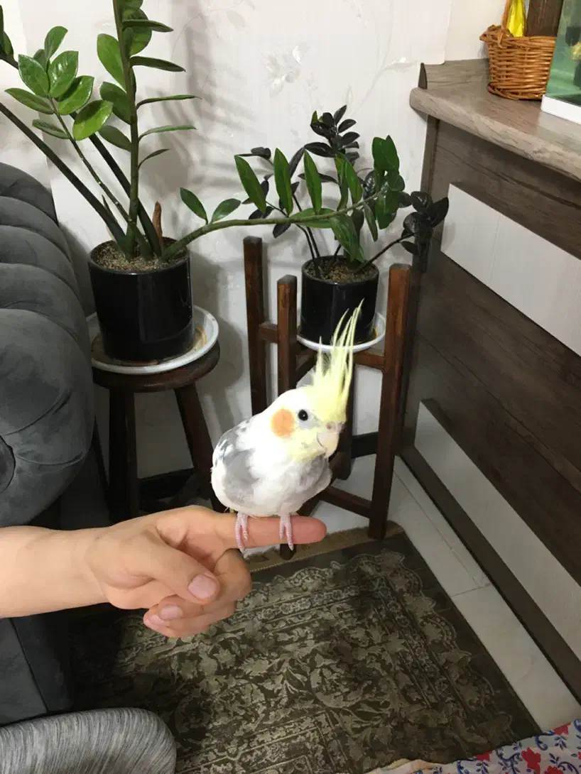 عروس هلندی|پرنده|فولادشهر, مسکن مهر فولادشهر|دیوار