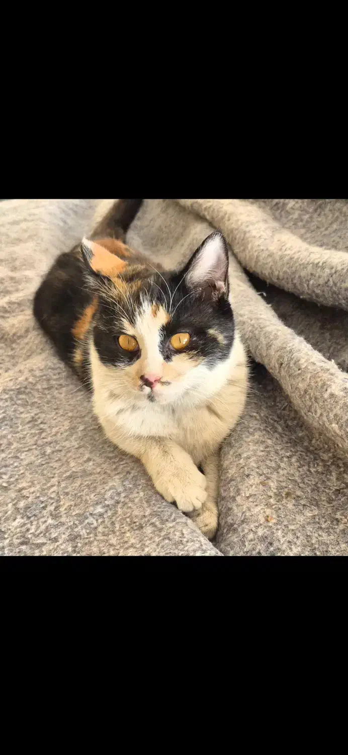 واگذاری گربه مهربون و عاشق بازی و نوازش|گربه|اصفهان, سپاهانشهر|دیوار