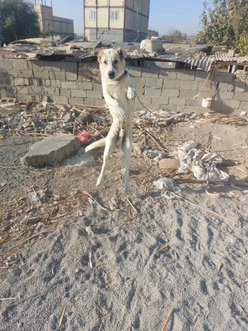 تاتوله های ۷ماهه نگهبان دهن پاک|سگ|وحیدیه, |دیوار