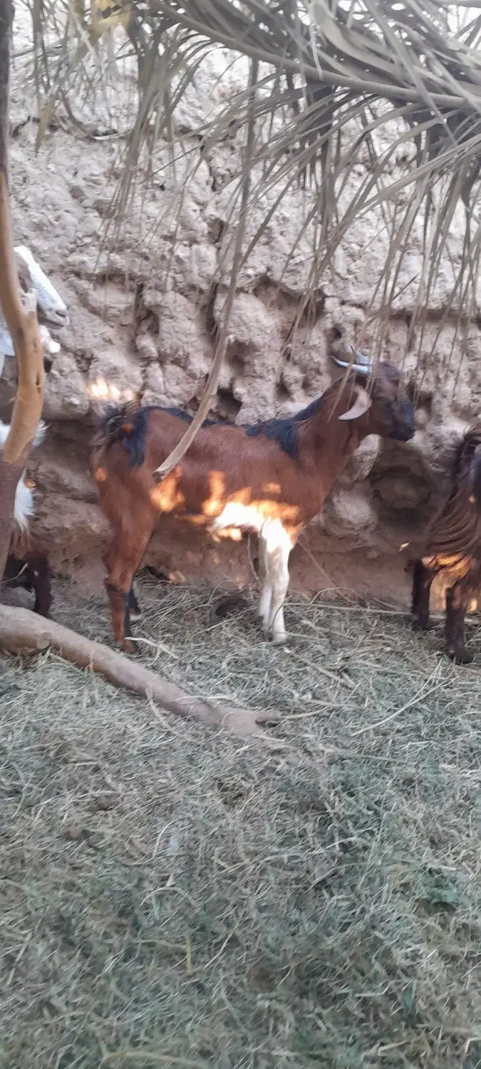 یک گیسه ودوتا چپش نری چاق چاق|حیوانات مزرعه|بم, |دیوار