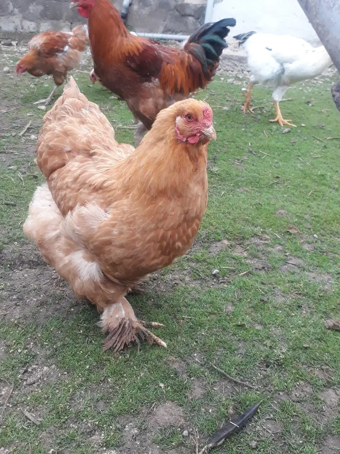 فروش مرغ امپراتور|حیوانات مزرعه|شاندرمن, |دیوار