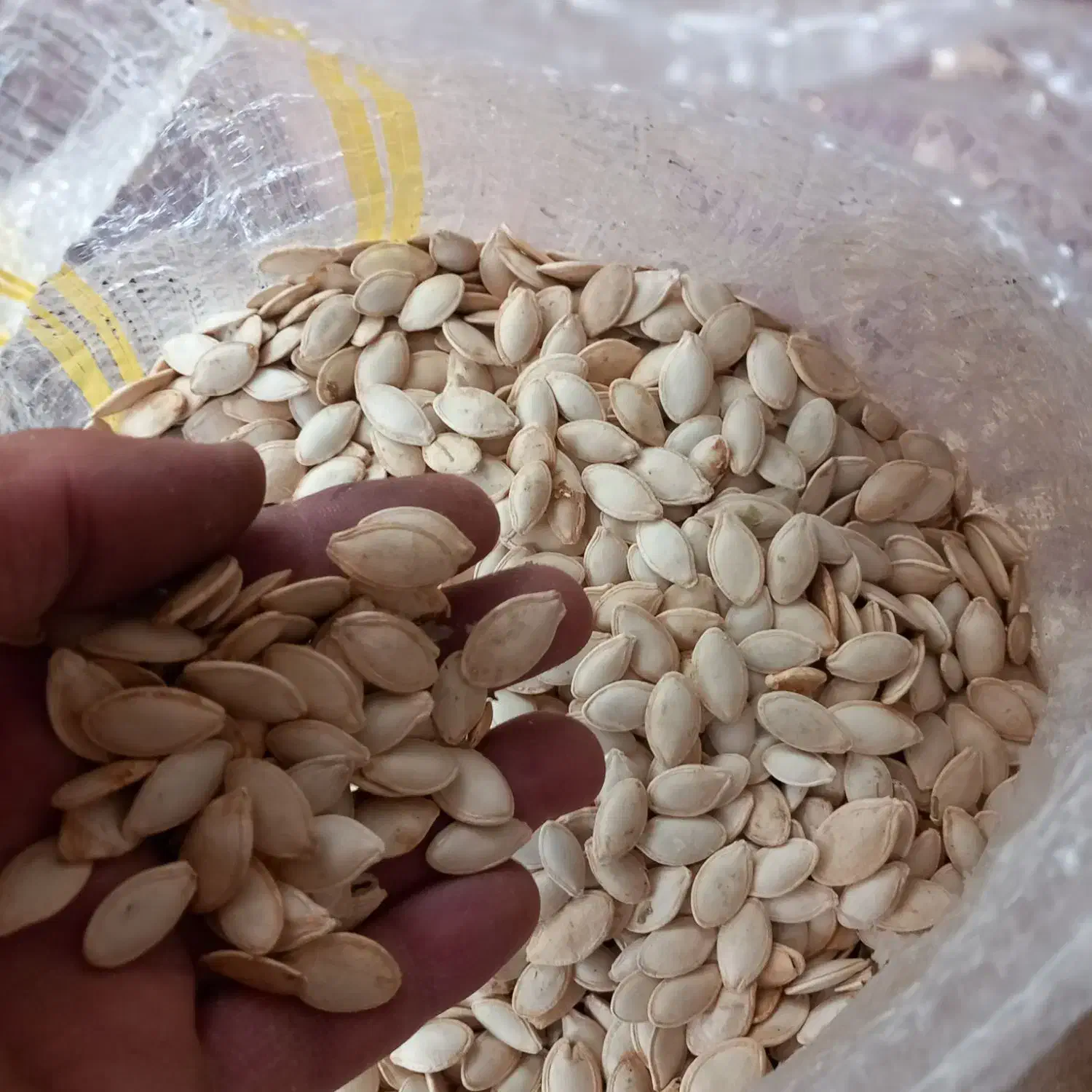 تخم کدو|خوردنی و آشامیدنی|پادنا, |دیوار