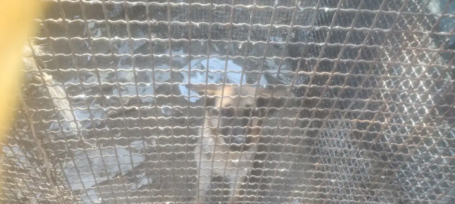 ژرمن|سگ|جونقان, |دیوار