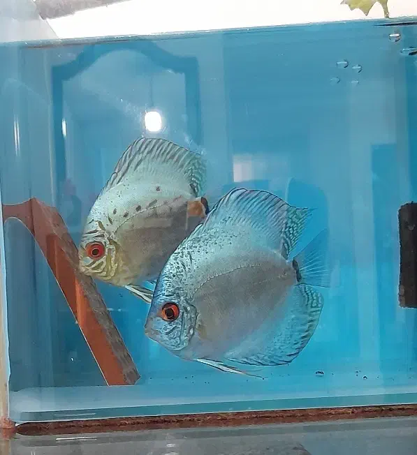 جفت دیسکس مولد|ماهی|اردبیل, |دیوار