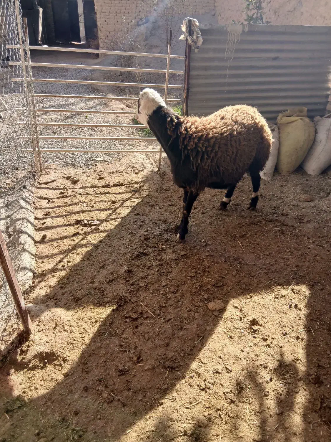 بره قوچ|حیوانات مزرعه|کنگاور, |دیوار