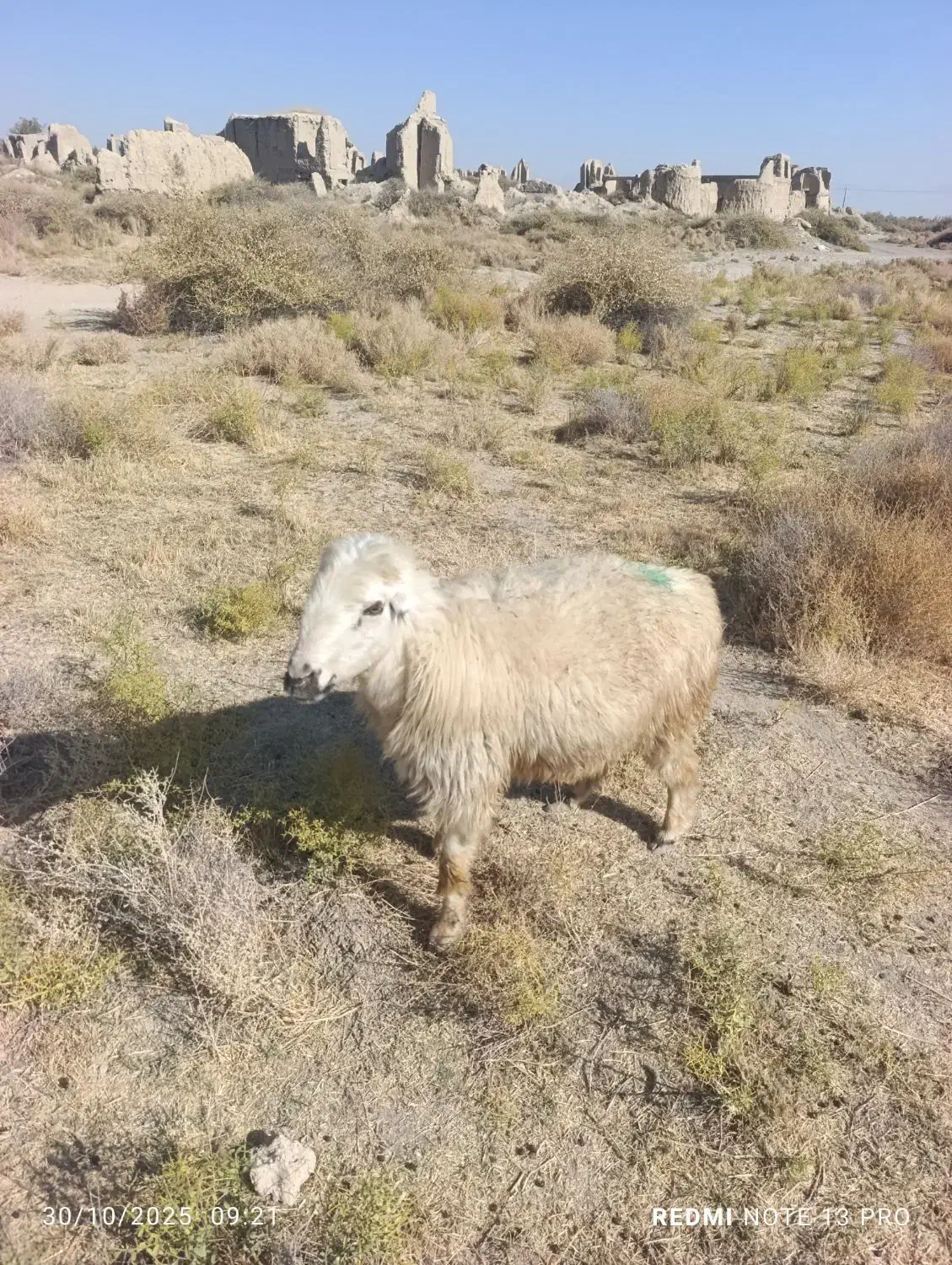 میش چاق|حیوانات مزرعه|رحمت‌آباد, |دیوار