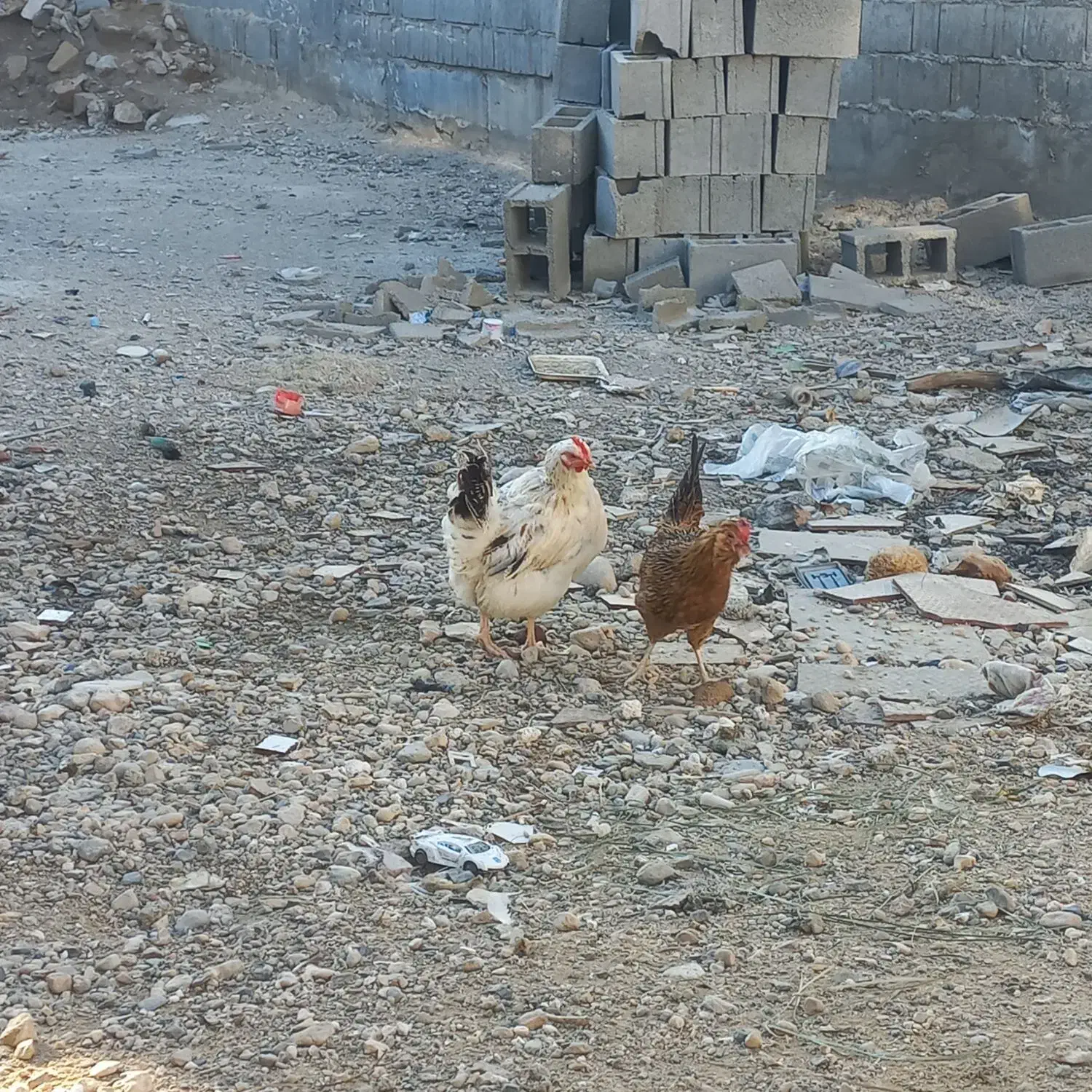 مرغ گلین ریشی|حیوانات مزرعه|خورموج, |دیوار