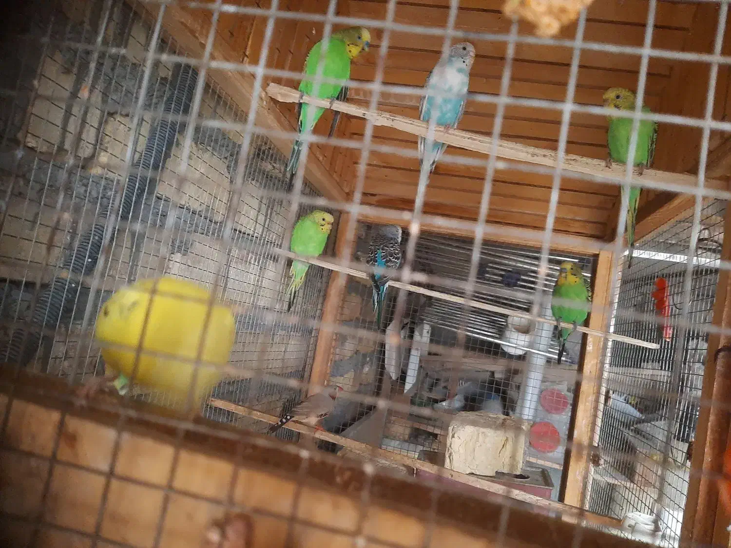 هفت عدد مرغ عشق ویک عدد فنج|پرنده|اصفهان, ناصرخسرو|دیوار