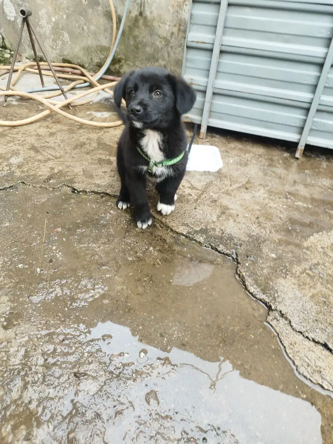 سگ سیاه|سگ|کوچصفهان, |دیوار