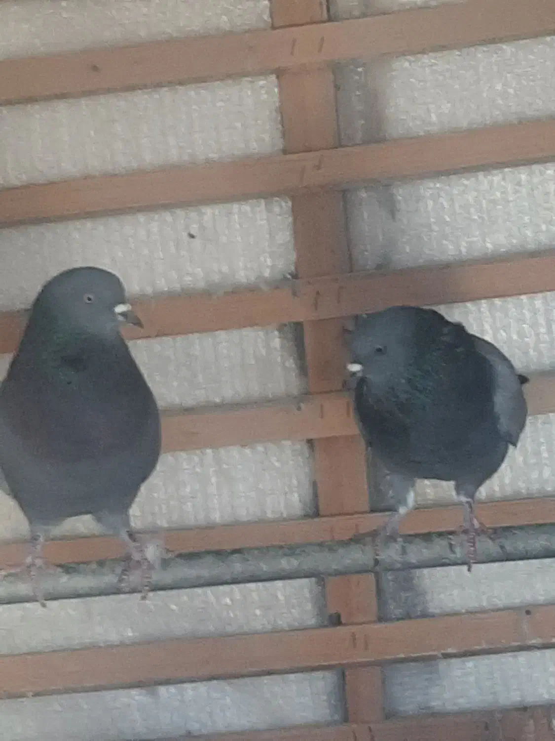 کبوتر پرشی|پرنده|برخوار, |دیوار