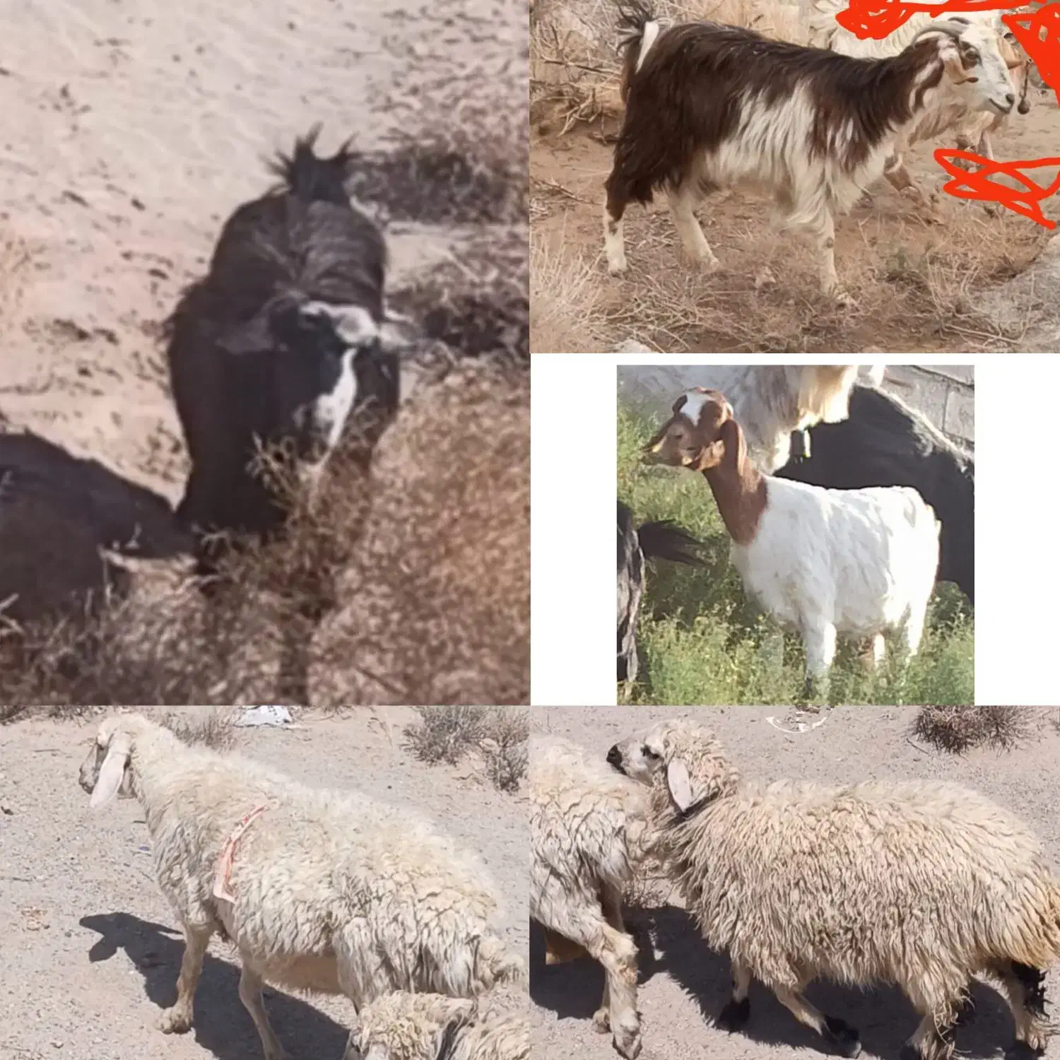 بز و گوسفند گمشده|حیوانات|زاهدان, |دیوار