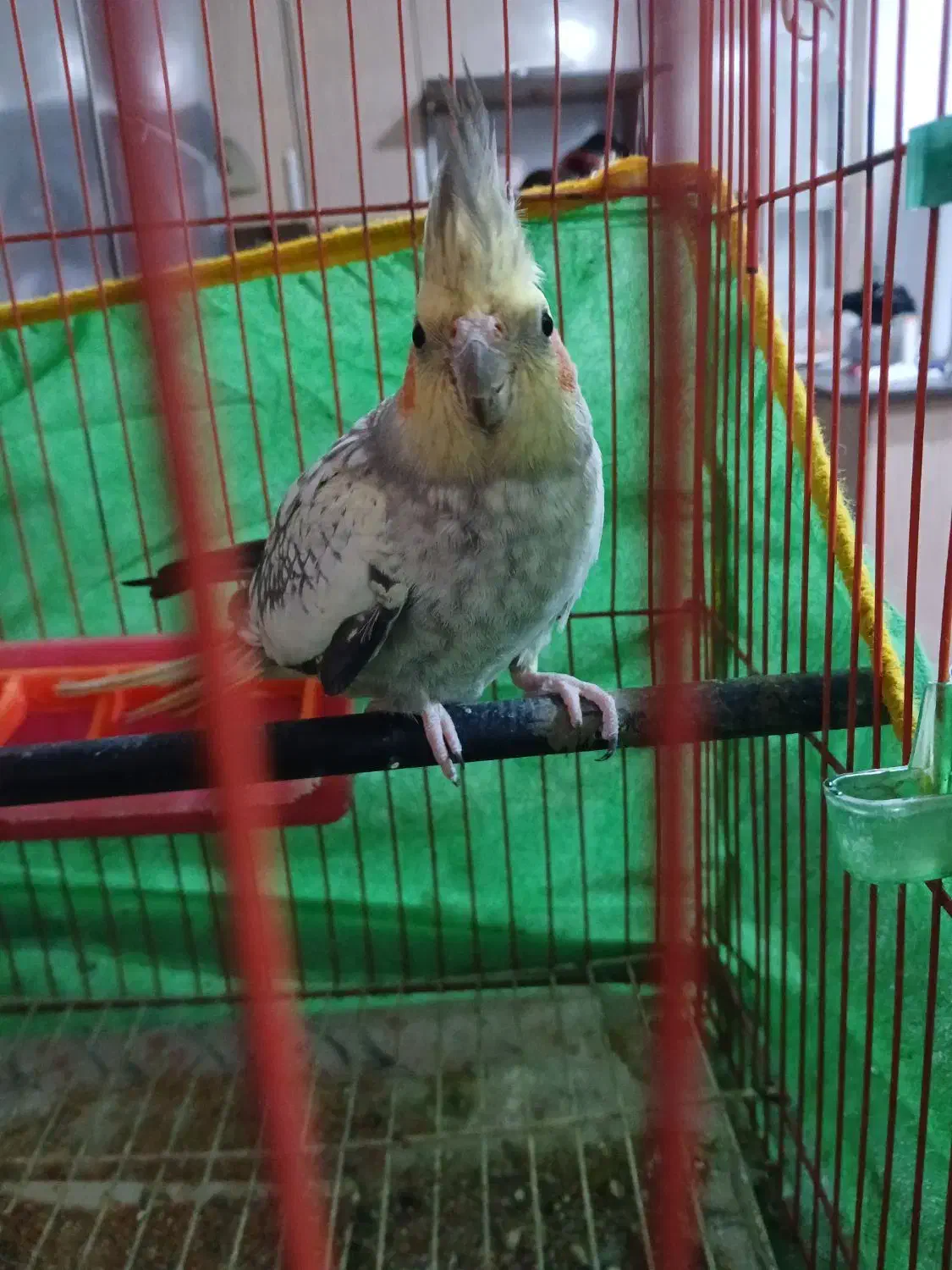 دوتا عروس|پرنده|کیاشهر, |دیوار