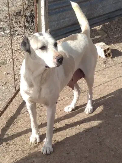 واگذاری|سگ|ابهر, |دیوار