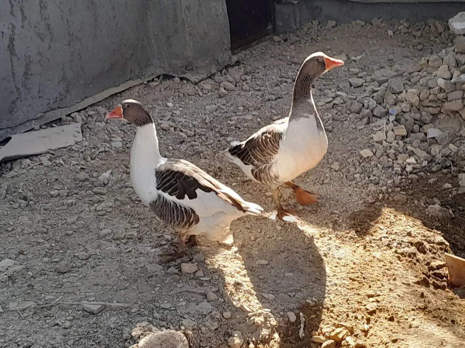 غاز|حیوانات مزرعه|شادگان, |دیوار