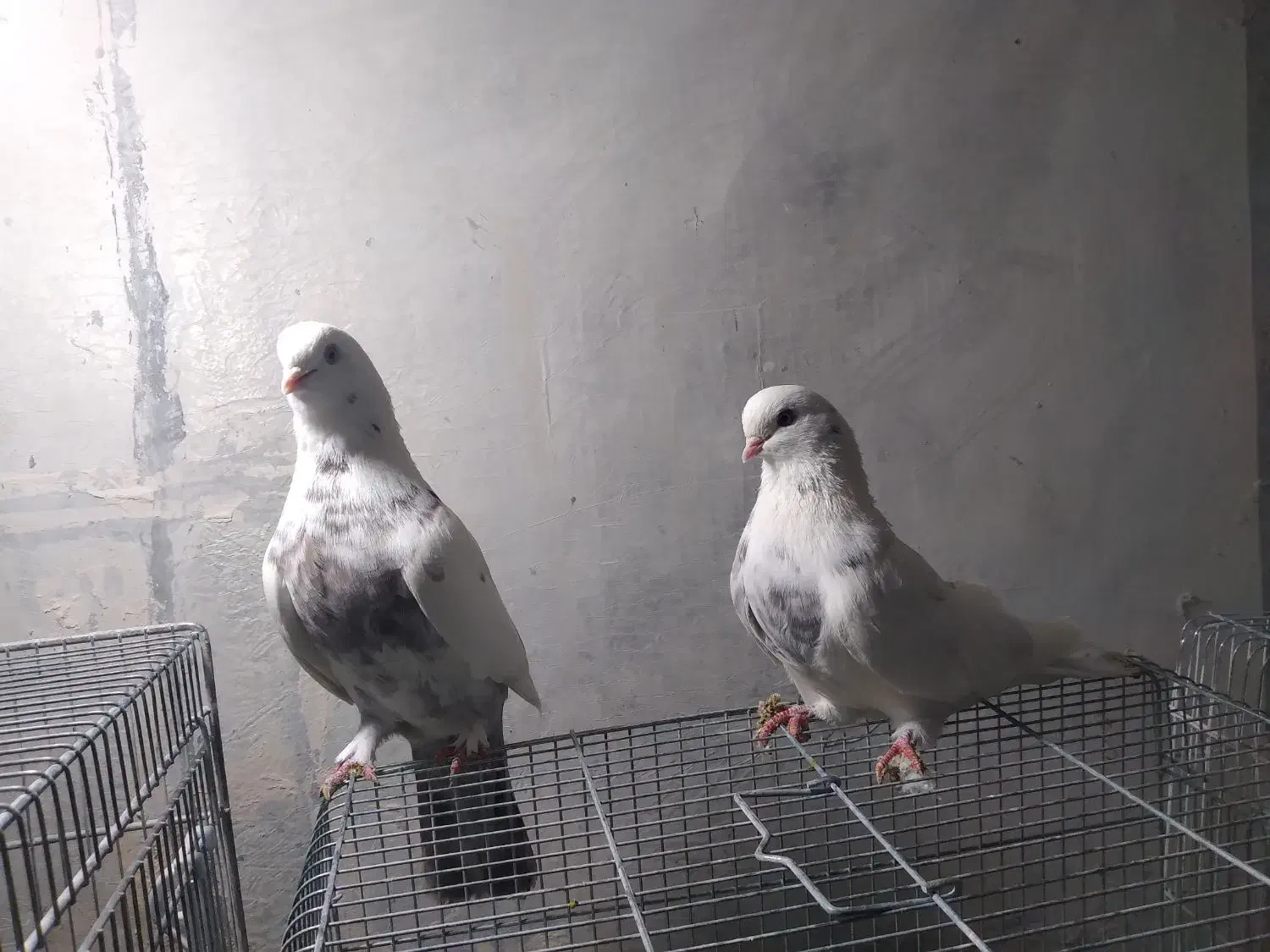 فروش انواع کبوتر نوک ریز|پرنده|بروجن, |دیوار