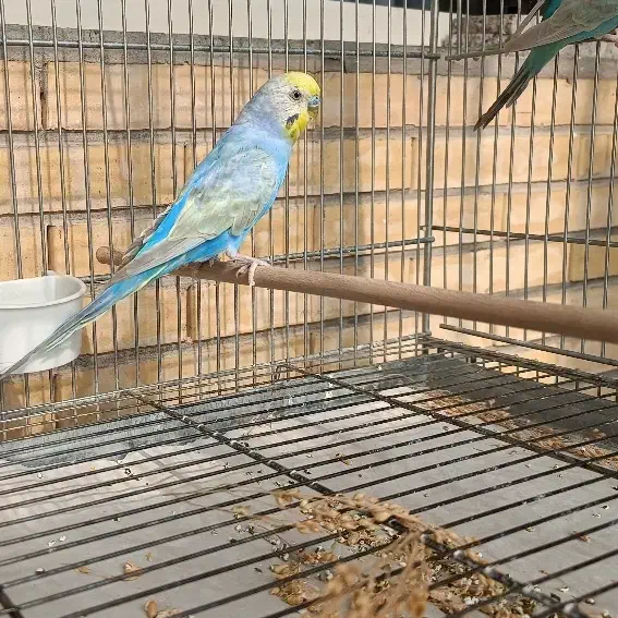 مرغ عشق رینبو|پرنده|فولادشهر, B8|دیوار