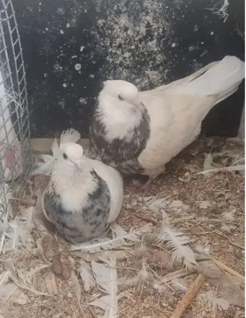 طوطی برزیلی قناری ماده طوطی برزیلی عروس هلندی|پرنده|سمیرم, |دیوار