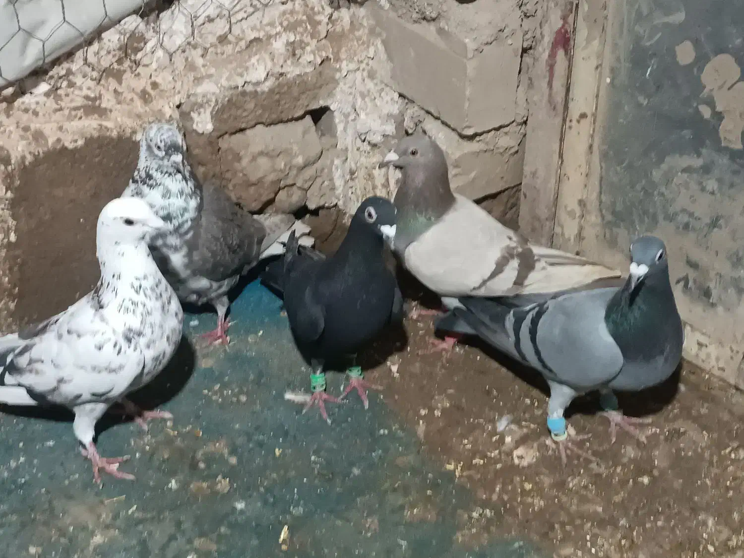 کبوتر|پرنده|اسفراین, |دیوار