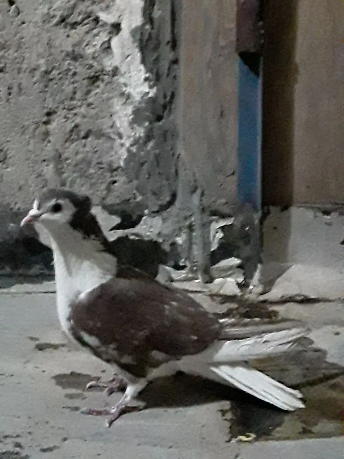 کفترسرخ کاکولی دوم دارنربه شرط وجوجه پلاکی نر|پرنده|خمینیشهر, |دیوار