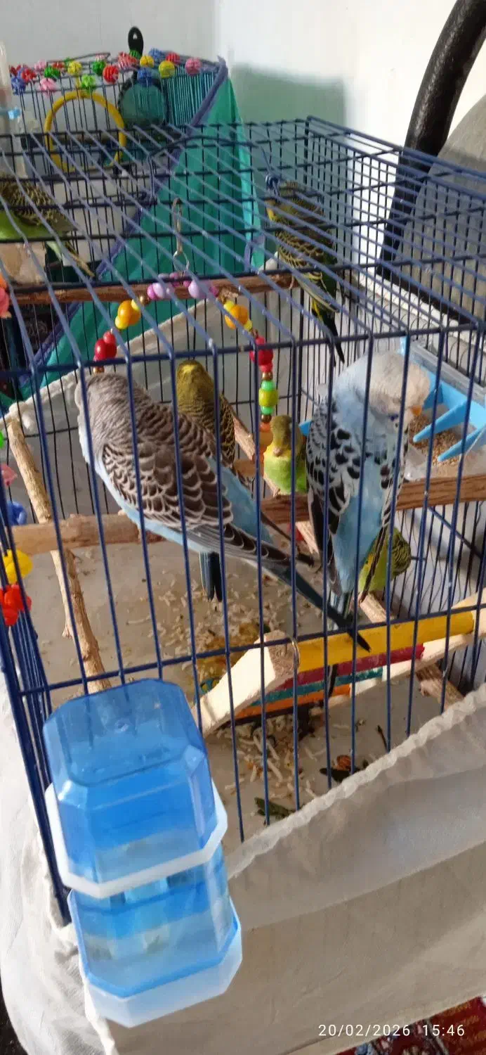 مرغ عشق|پرنده|اندیمشک, |دیوار