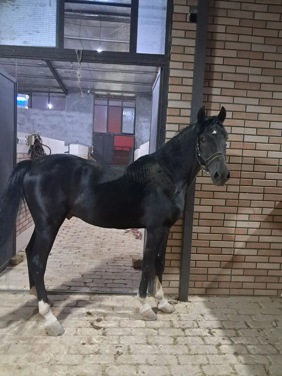 فروش نریان کره پوریا قاسمیان|اسب و تجهیزات اسبسواری|رامشه, |دیوار