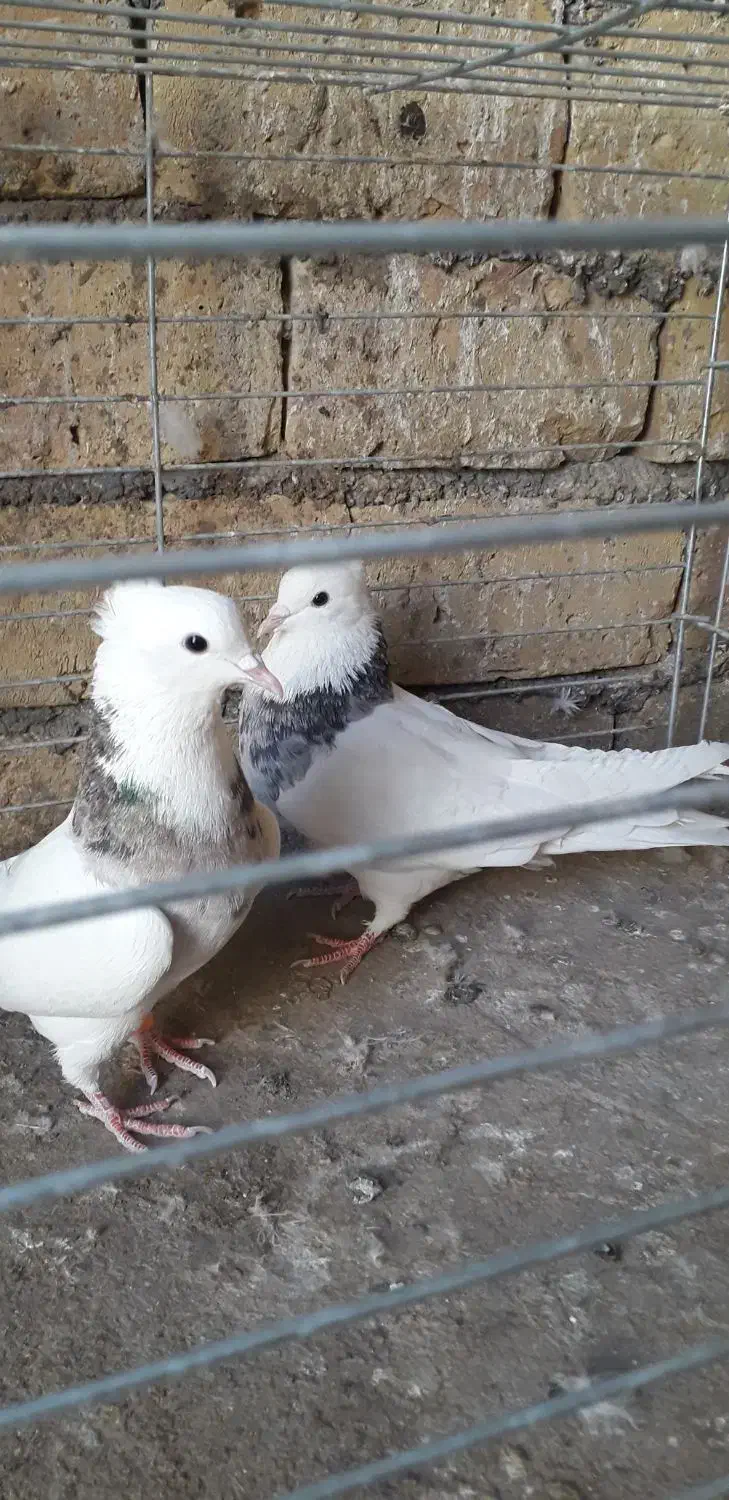 طوقی|پرنده|اردکان, |دیوار