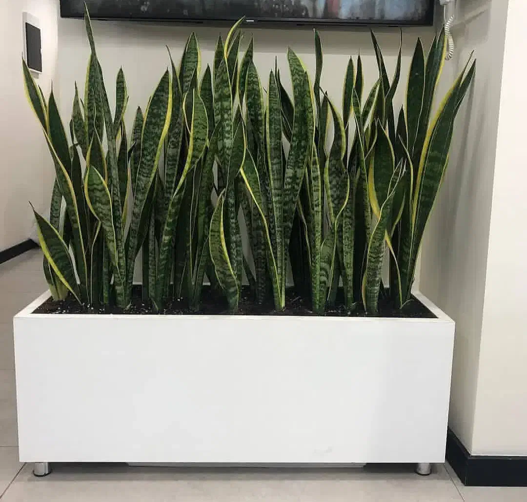 گلدان فایبرگلاس/در رنگها و ابعاد مختلف|صنایع دستی و سایر لوازم تزئینی|کرج, گلشهر|دیوار