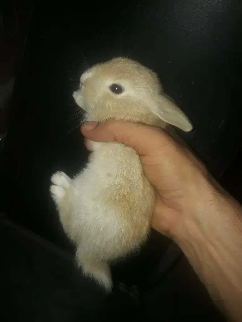 خرگوش|موش و خرگوش|رامهرمز, |دیوار