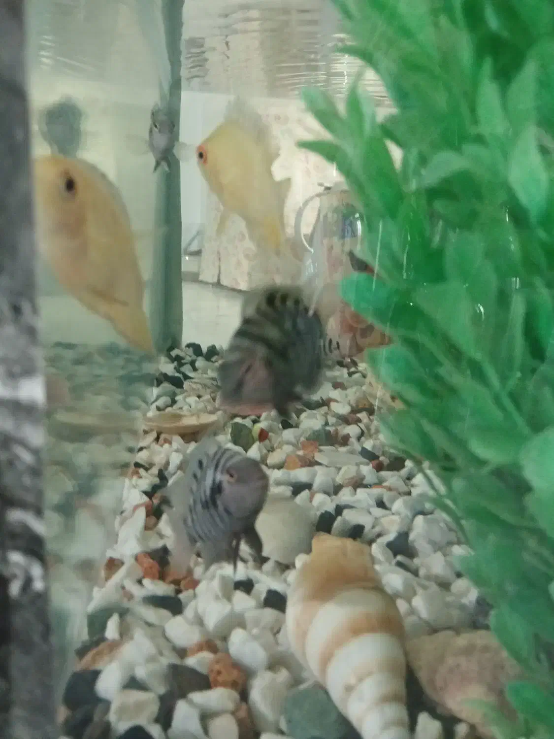 آکواریوم با ماهی و وسایل|ماهی|رباط‌کریم, رباط‌کریم|دیوار