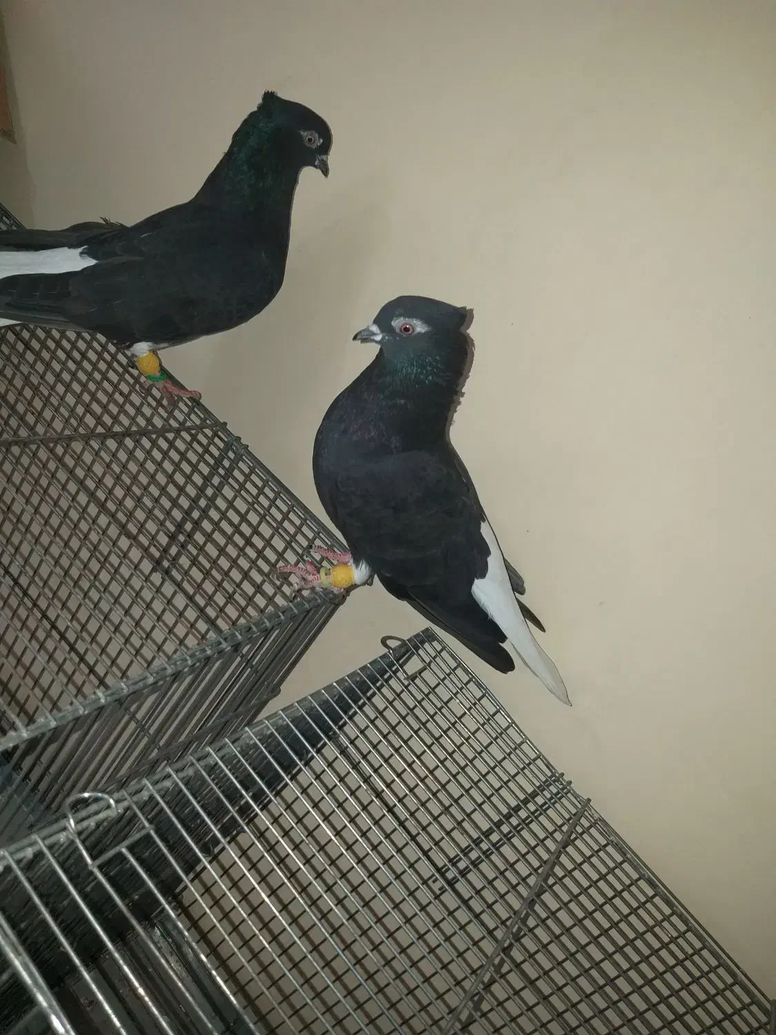 اشعل سیاه|پرنده|بندر امام خمینی, |دیوار