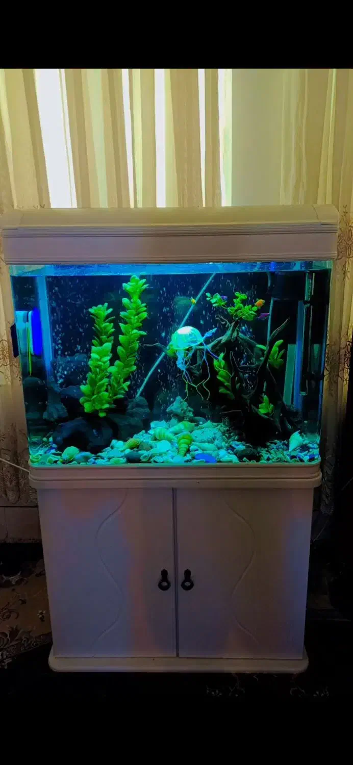 اکواریم شرکتی شیشه خم|ماهی|مبارکه, |دیوار