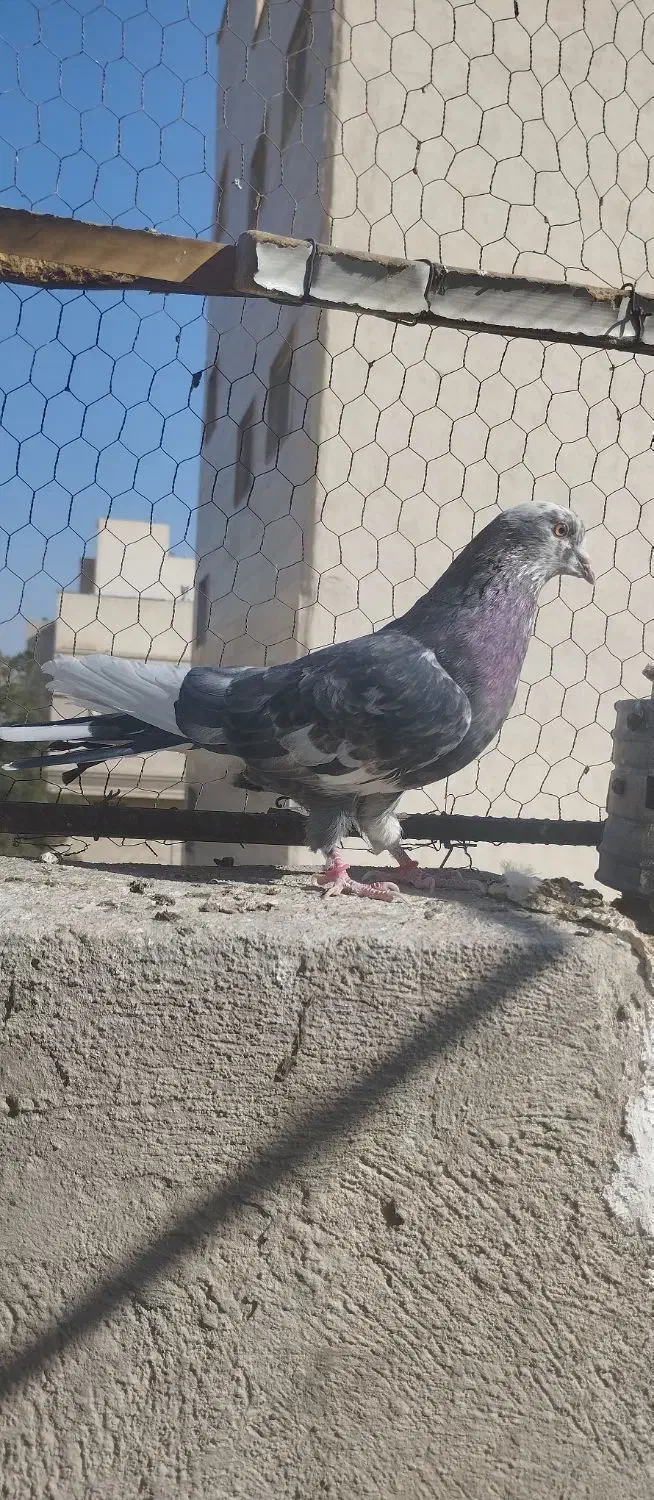 پرشی|پرنده|سمنان, |دیوار