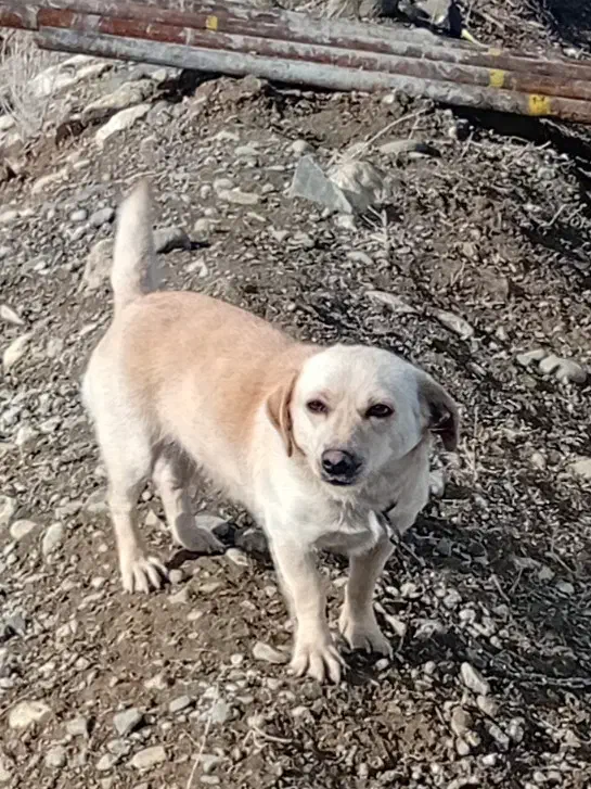 سگ پاه کوتاه|سگ|کبودرآهنگ, |دیوار