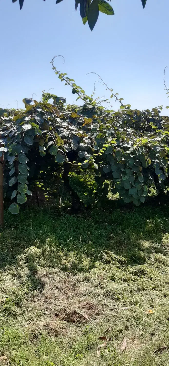 کارگر اتباع با مدارک‌ قانونی برای کار در شمال کشور|استخدام سرایداری و نظافت|تهران, ایران|دیوار