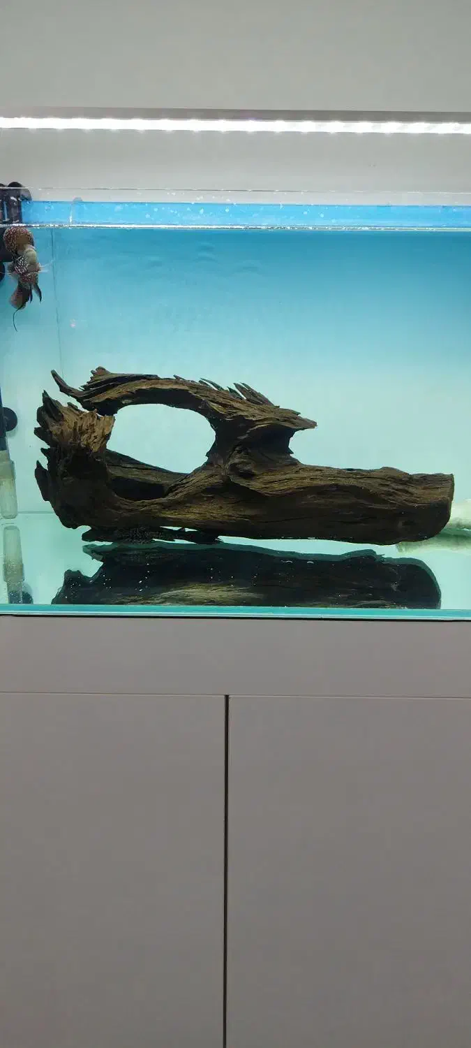 تنه چوب آبنوس ۴/۶۰۰کیلوگرم.آکواریوم.ماهی|ماهی|محمدشهر, شهرک پیام (مهرالبرز)|دیوار