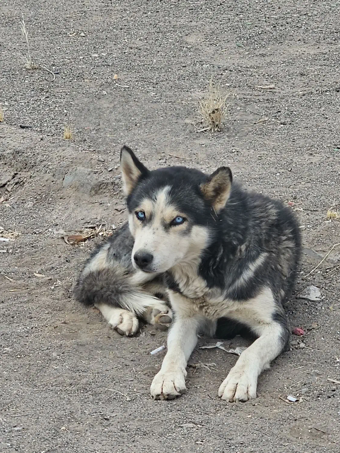 سگ هسکی|سگ|رفسنجان, |دیوار