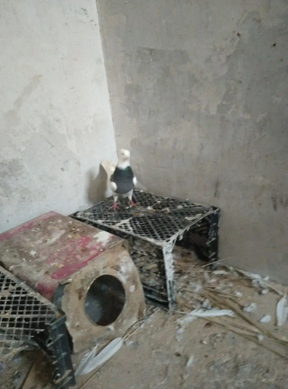 کبوتر دمی و طوقی|پرنده|بردخون, |دیوار