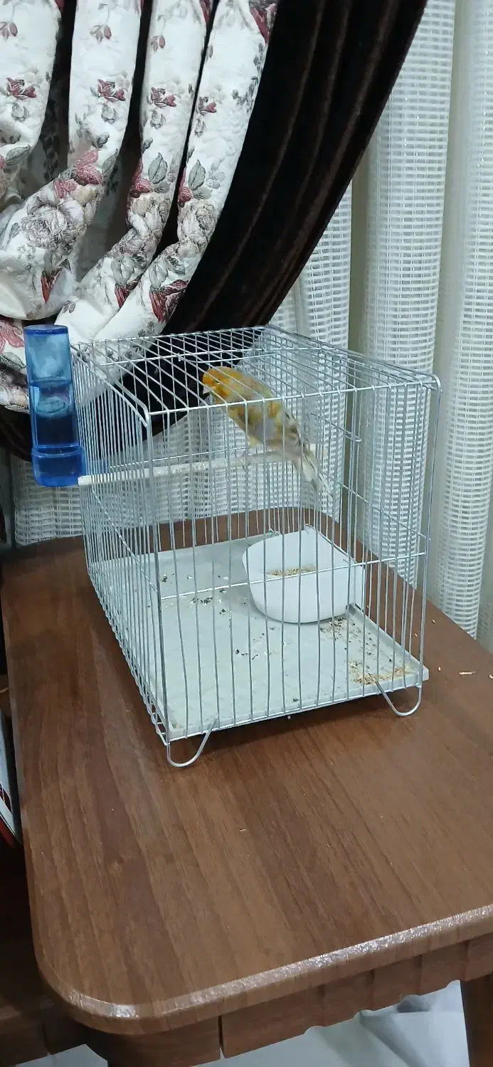 قناری نر|پرنده|اهواز, کوی رمضان|دیوار