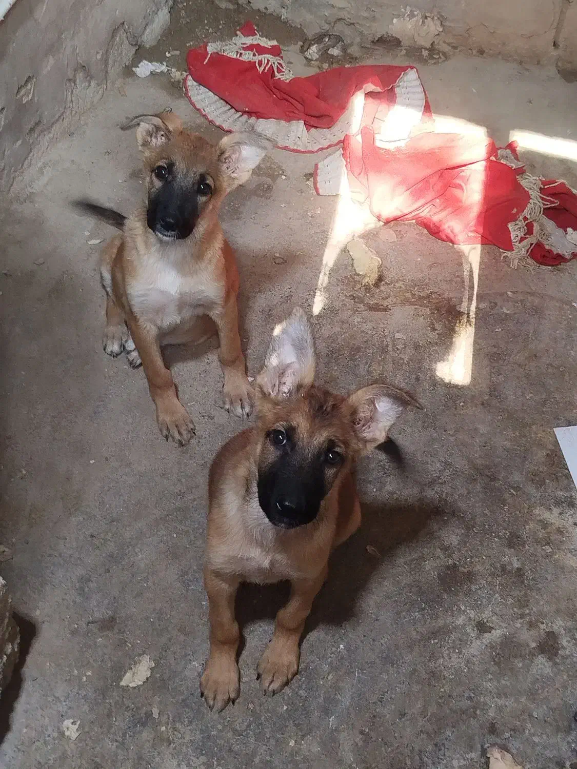 1 جفت توله ژرمن شپرد 3ماهه|سگ|هندیجان, |دیوار