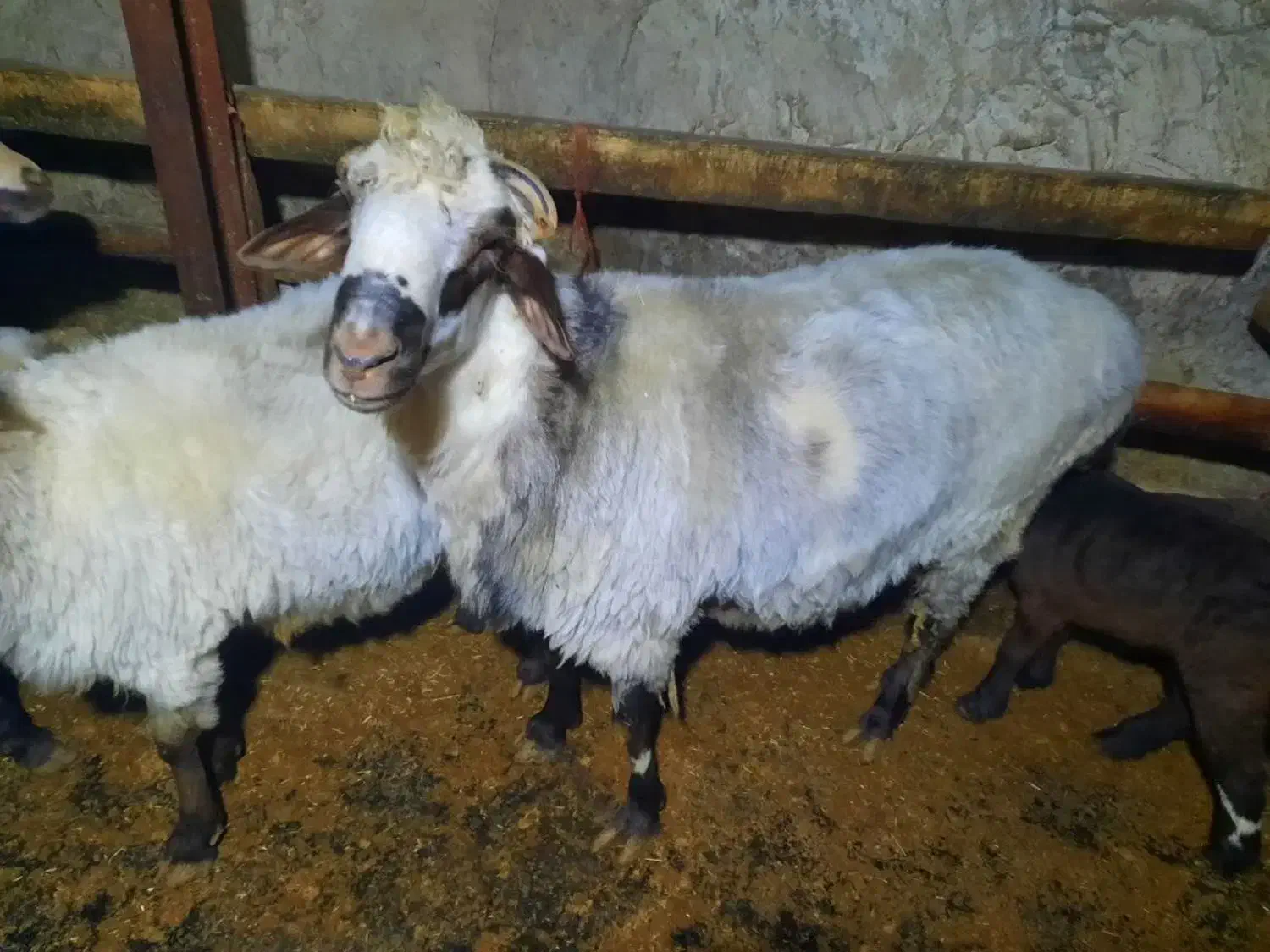 گوسفند نر تخمی نژاد تاب عالی|حیوانات مزرعه|آلاشت, |دیوار