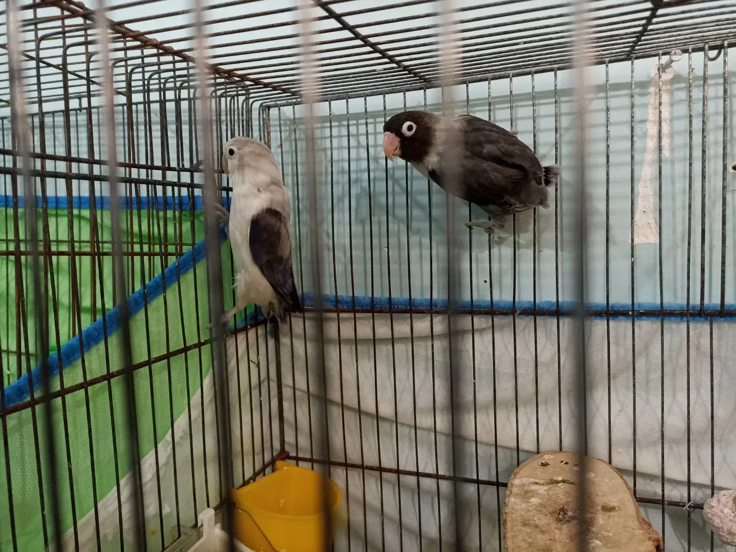 جفت طوطی برزیلی یویینگ ویولت و سیاه ماسکت|پرنده|اهواز, کوروش|دیوار