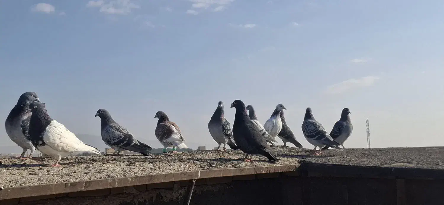 کبوتر|پرنده|مشهد, خلق آباد سفلی|دیوار