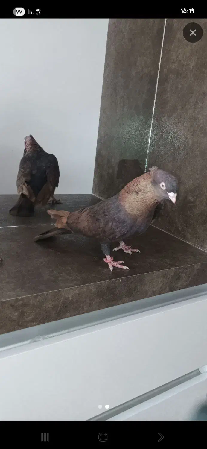 کبوتر یک جفت|پرنده|مبارکه, |دیوار