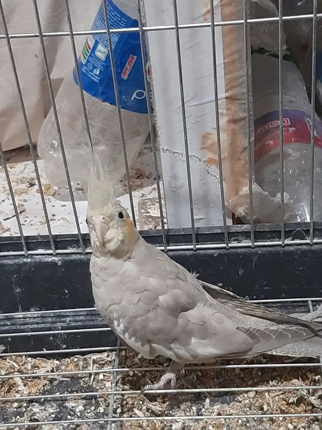 عروس هلندی|پرنده|تهران, هوانیروز|دیوار