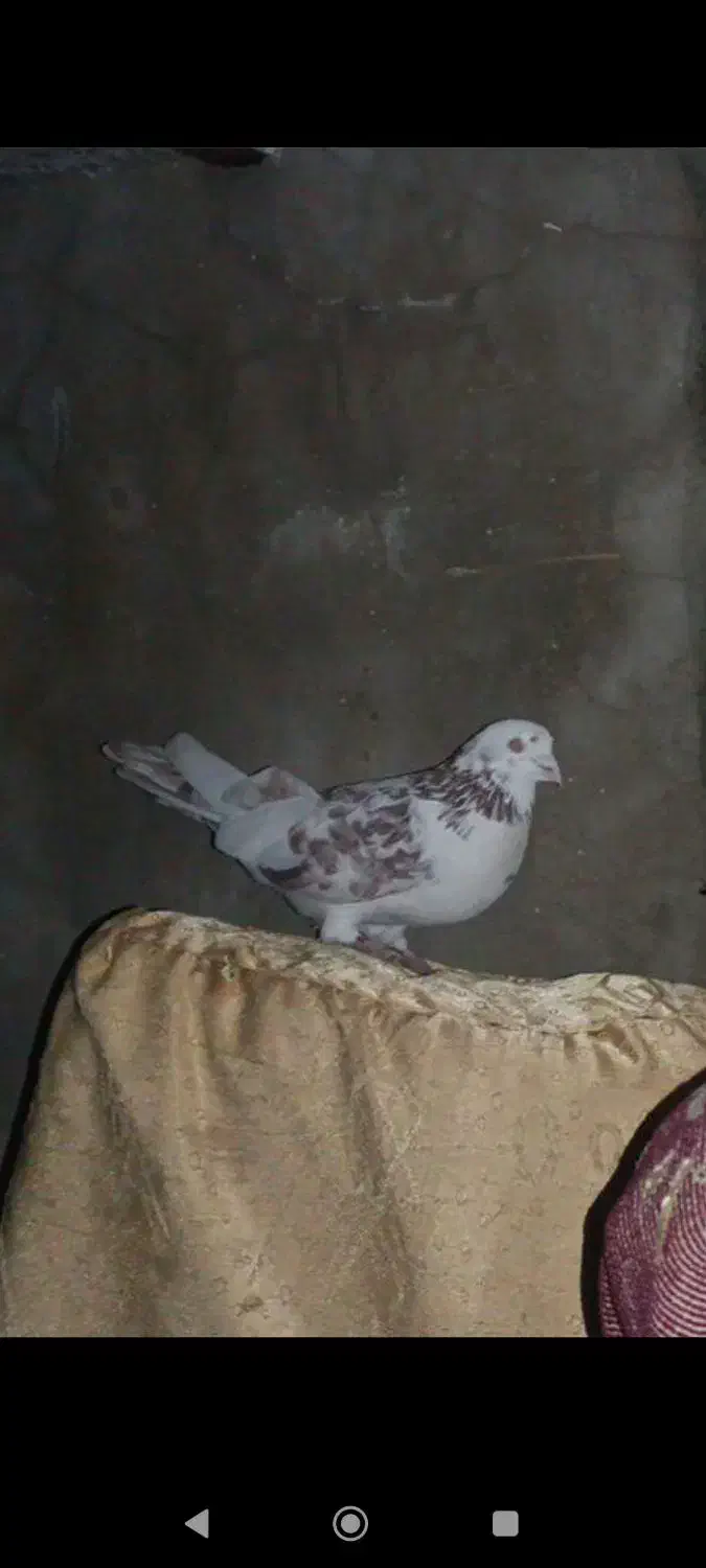 کفتر|حیوانات|دورود, |دیوار